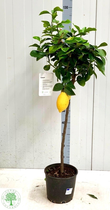 <h4>CITR LIMON</h4>