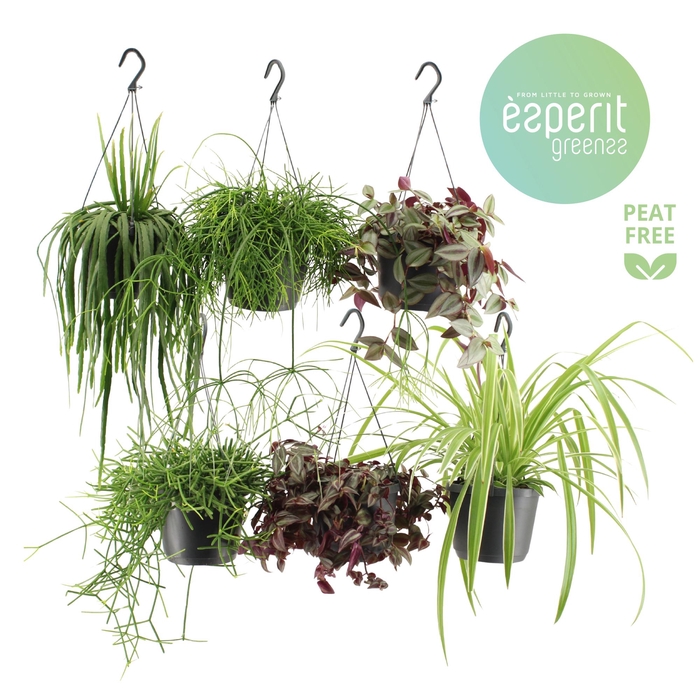 <h4>Hangmix Greenss 4 srt. hangpot</h4>