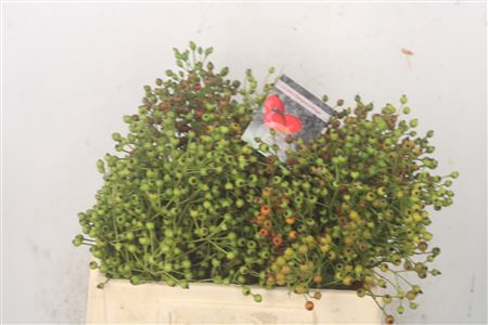 <h4>Rosa Autumn Flush</h4>