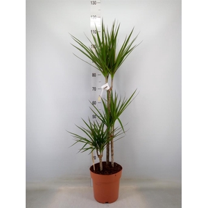 Dracaena marg.