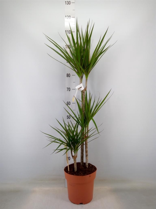 <h4>Dracaena marg.</h4>