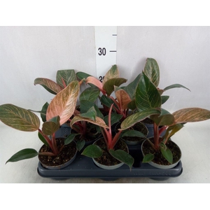 Philodendron   ...