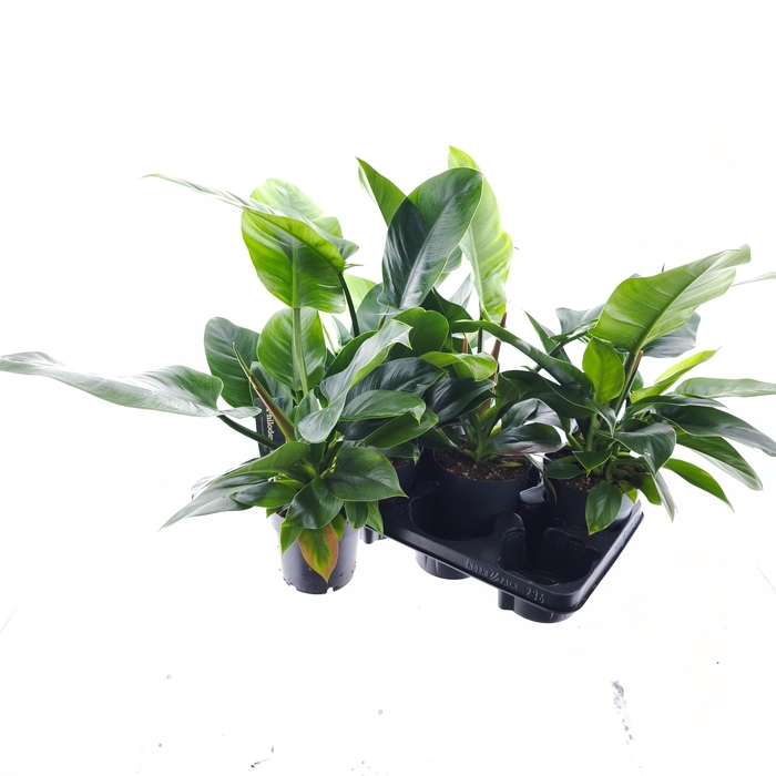 <h4>PHIL IMPERIAL GREEN</h4>