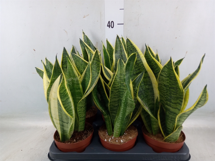 <h4>Sansevieria trifa. 'Futura Superba'</h4>