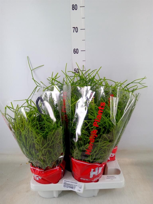 <h4>Rhipsalis heteroclada</h4>