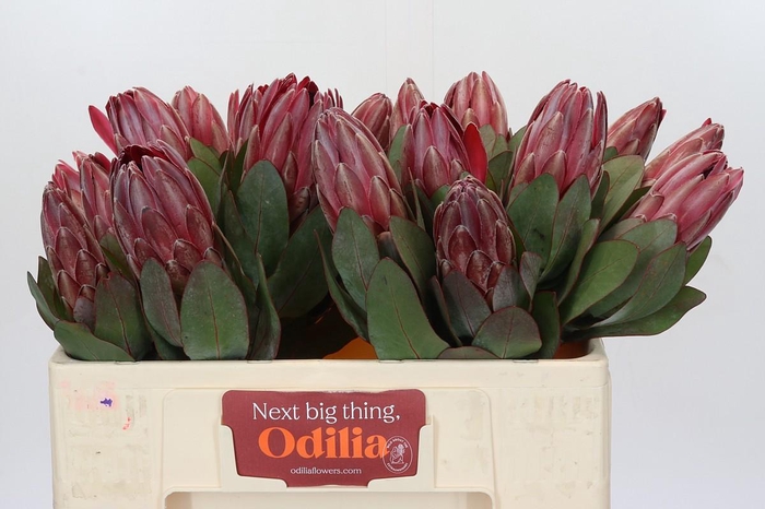 <h4>Protea Sharon</h4>