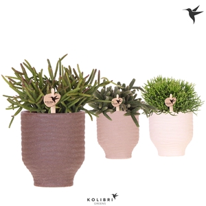 Kolibri Greens Rhipsalis mix in Beach pot mix