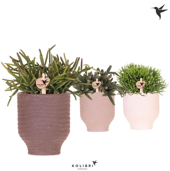 <h4>Kolibri Greens Rhipsalis mix in Beach pot mix</h4>
