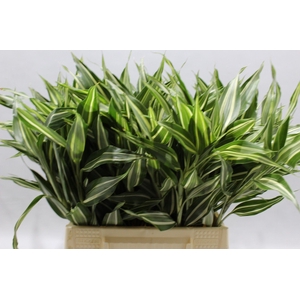 DECOGROEN OV