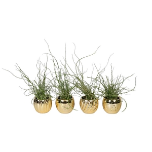 JUNCUS P6 L 66417