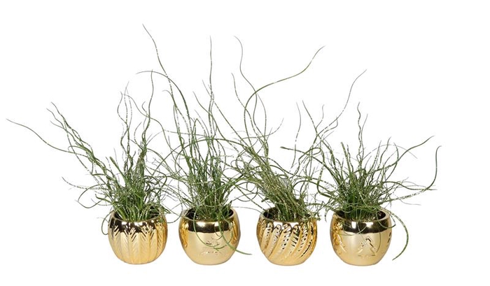 <h4>JUNCUS P6 L 66417</h4>