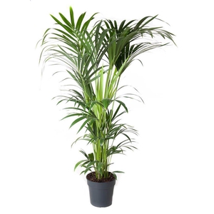 Howea Forsteriana(kentia) P27-160