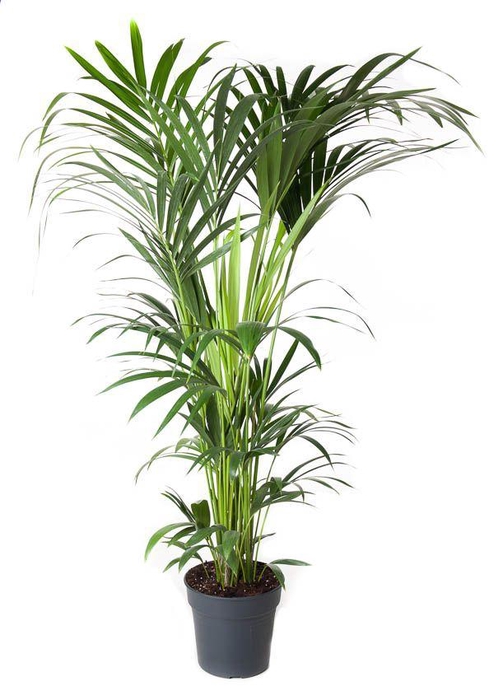 <h4>Howea Forsteriana(kentia) P27-160</h4>