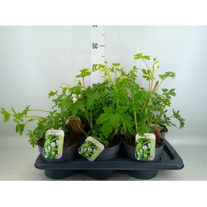 Dicentra spectabilis