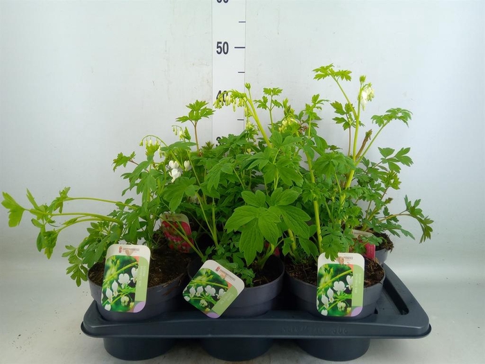 <h4>Dicentra spectabilis</h4>