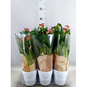 Zantedeschia   ...