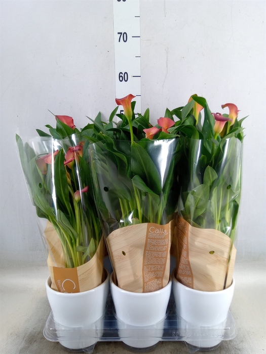 <h4>Zantedeschia   ...</h4>