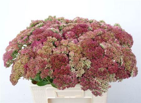 <h4>Sedum Spectabile</h4>