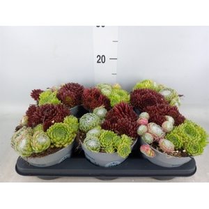 Sempervivum   ...