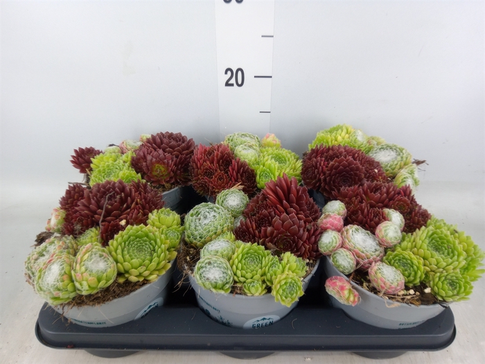 <h4>Sempervivum   ...</h4>