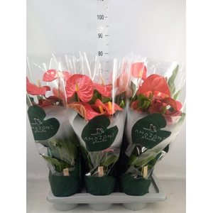 Anthurium andr. 'Florida'