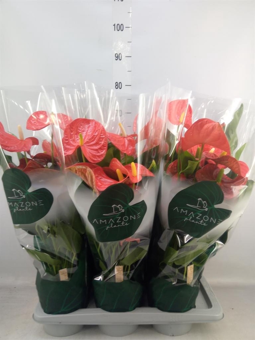 <h4>Anthurium andr. 'Florida'</h4>