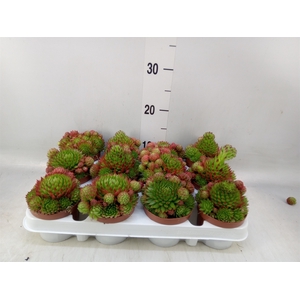 Sempervivum   ...