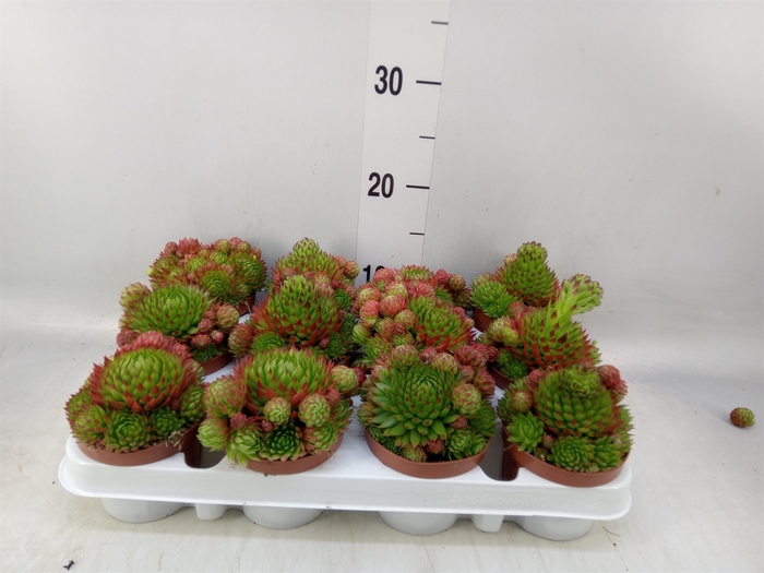 <h4>Sempervivum   ...</h4>