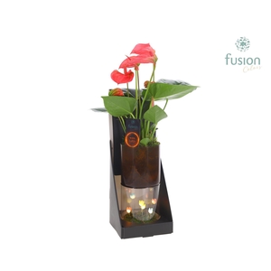 Glas tube Led planter groot met Anthurium