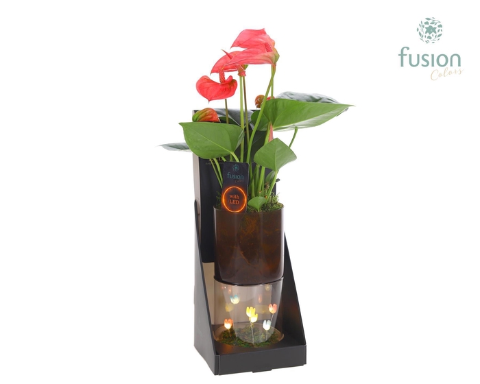 <h4>Glas tube Led planter groot met Anthurium</h4>