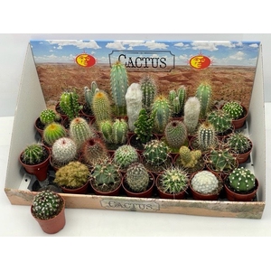 CACTUS GEM