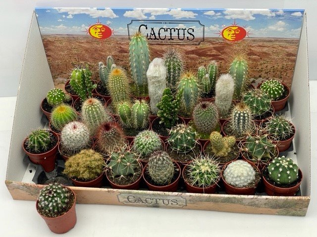 <h4>CACTUS GEM</h4>
