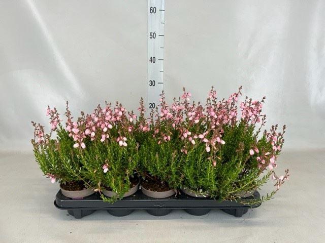 <h4>Daboecia cant. 'Purpurea'</h4>