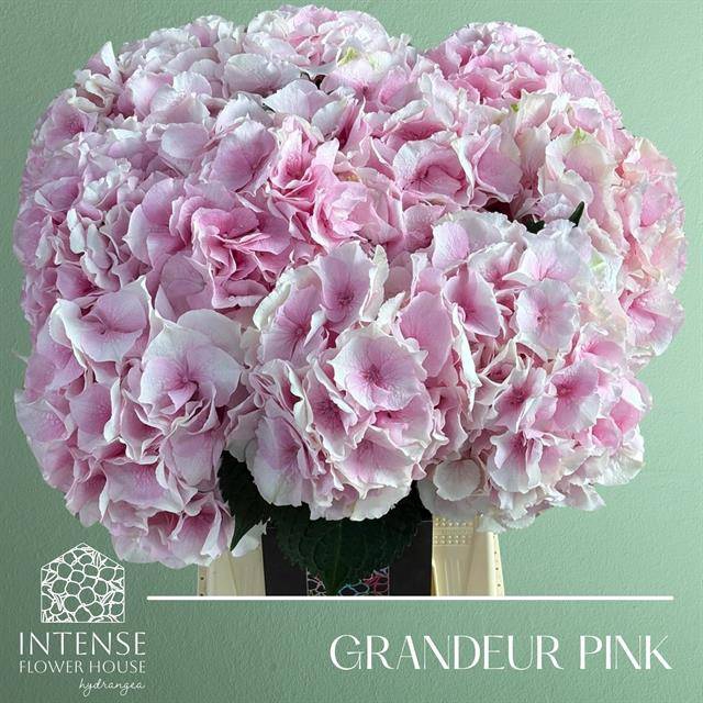Hydrangea royal grandeur
