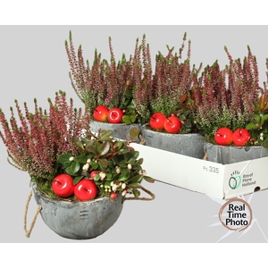 ARR TUINPLANTEN