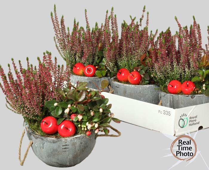 <h4>ARR TUINPLANTEN</h4>