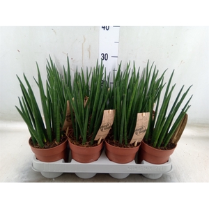 Sansevieria bacularis