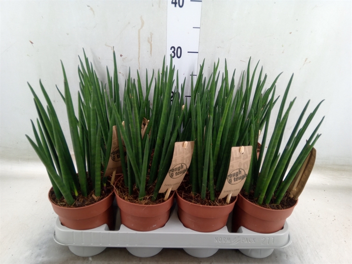 <h4>Sansevieria bacularis</h4>