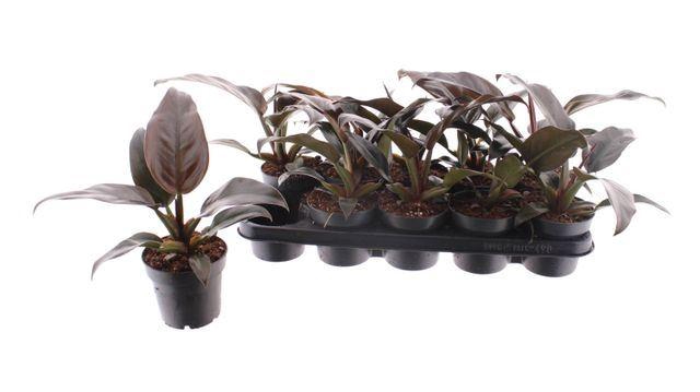 <h4>Philodendron  'Imperial Red'</h4>