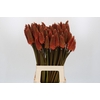 Kniphofia Alcazar