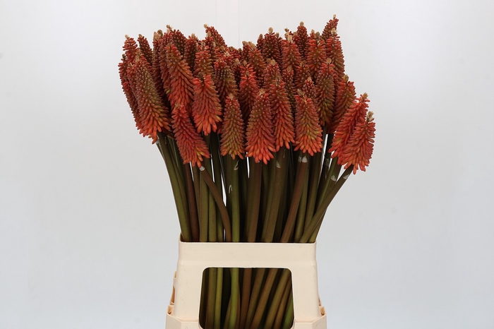 <h4>KNIP ALCAZAR</h4>