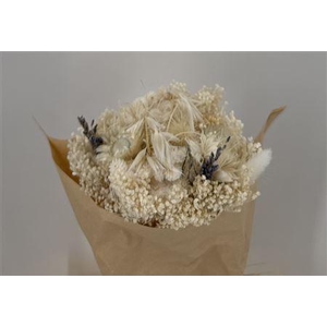 Dr Bqt Bleach Small White