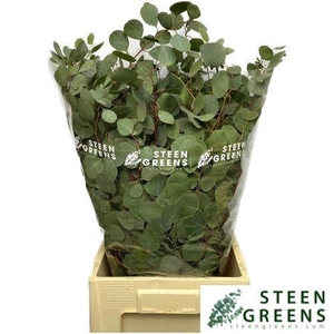 EUC POLYANTHEMO P BS