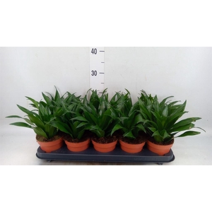 Dracaena frag. 'Compacta'