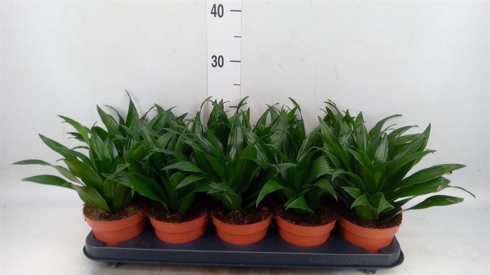 <h4>Dracaena frag. 'Compacta'</h4>