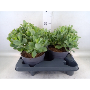 Crassula arborescens 'Curly'