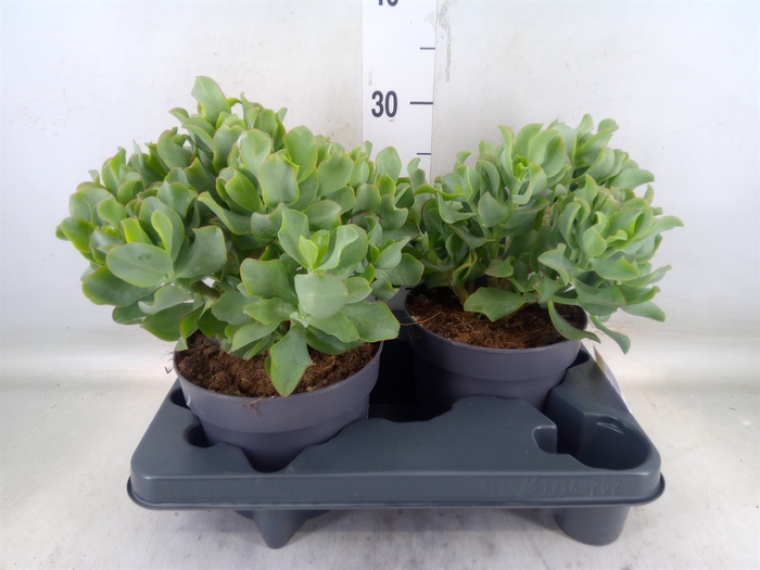 <h4>Crassula arborescens 'Curly'</h4>