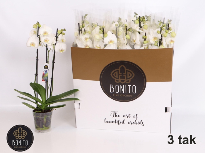 <h4>PHAL AN NOTTINGHAM</h4>