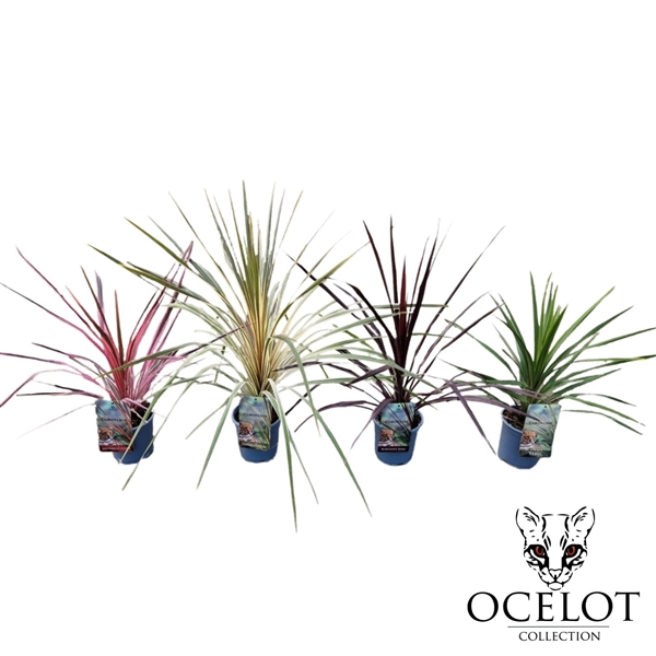 <h4>Cordyline 'Colour Mix' C2</h4>