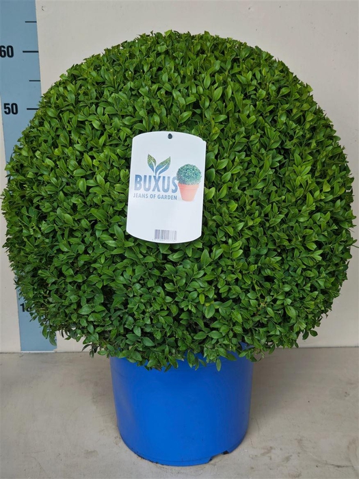 <h4>Buxus sempervirens overig</h4>
